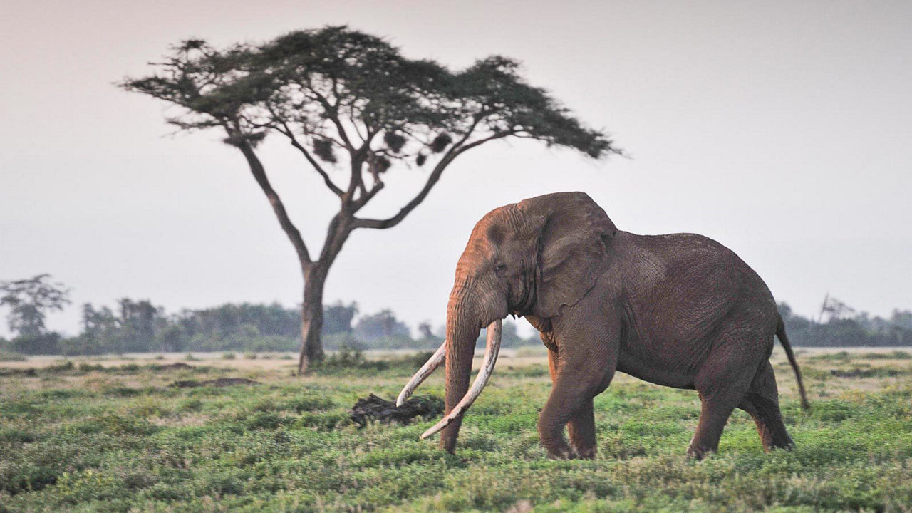 Elephant walking through grassland