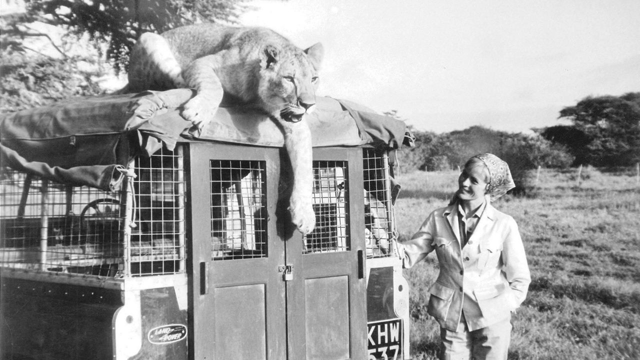 Black and white photo of a woman looking at lioness on top of Classic Land Rover