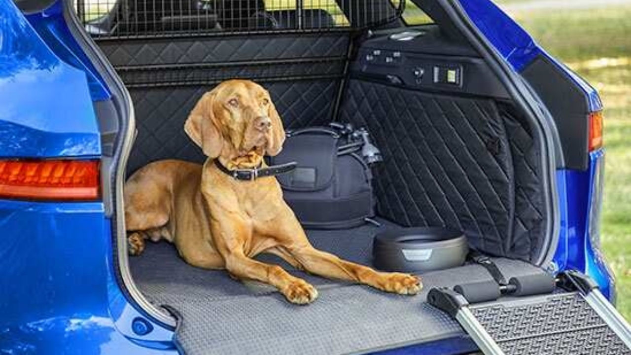 Dog and accessories in boot of car