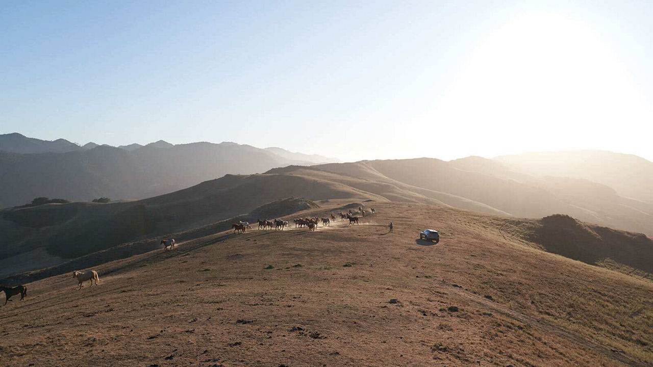 Jaguar F-PACE driving in a field of horses.