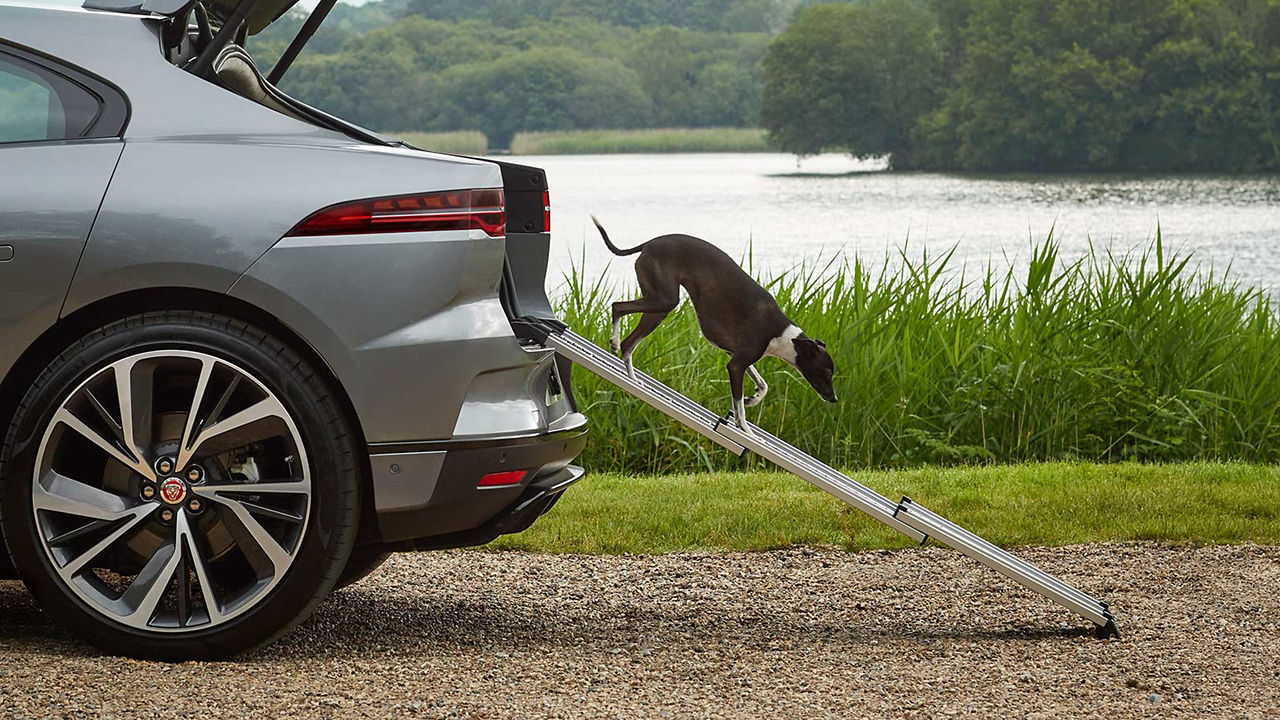 dog walking down ramp from jaguar i-pace