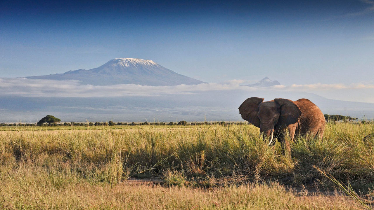 An Elephant