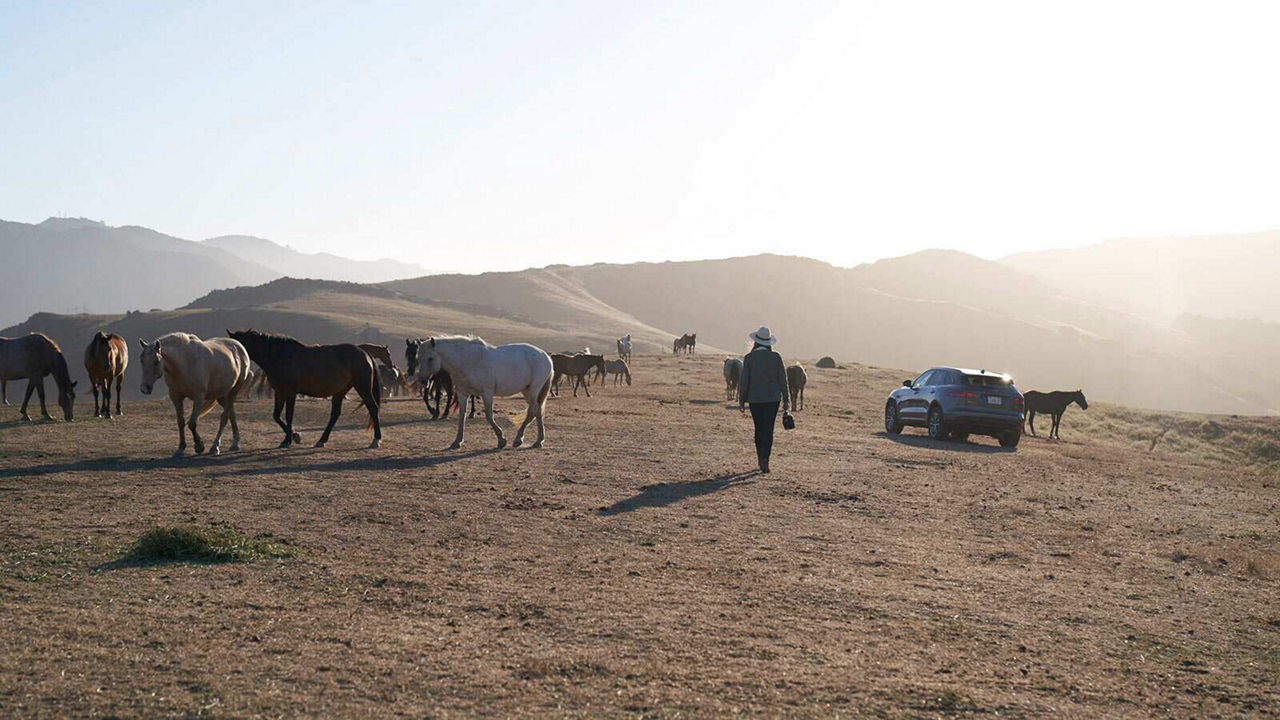 Field of horses