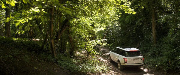 Driving through dense vegetation