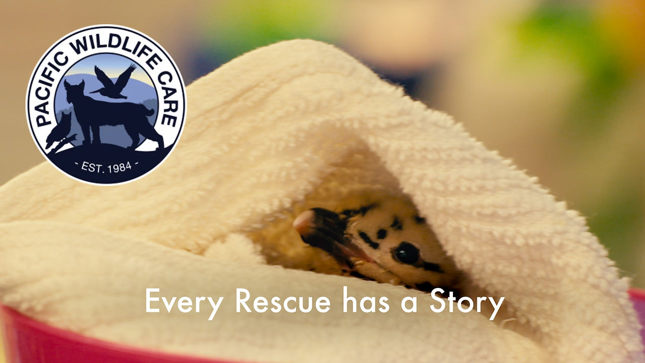 Pacific wildlife care