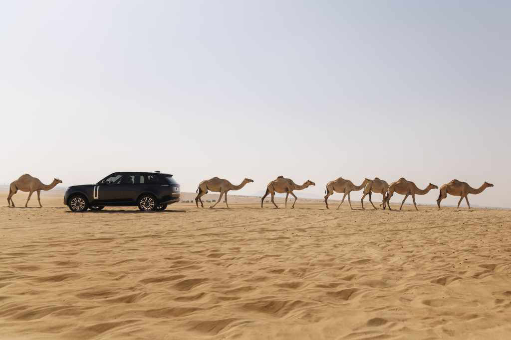 Side view of Range Rover driving in the dessert in the middle of a herd of camels 