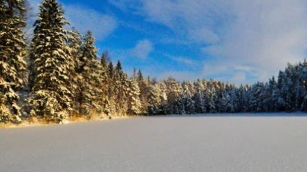 A snowy tree line