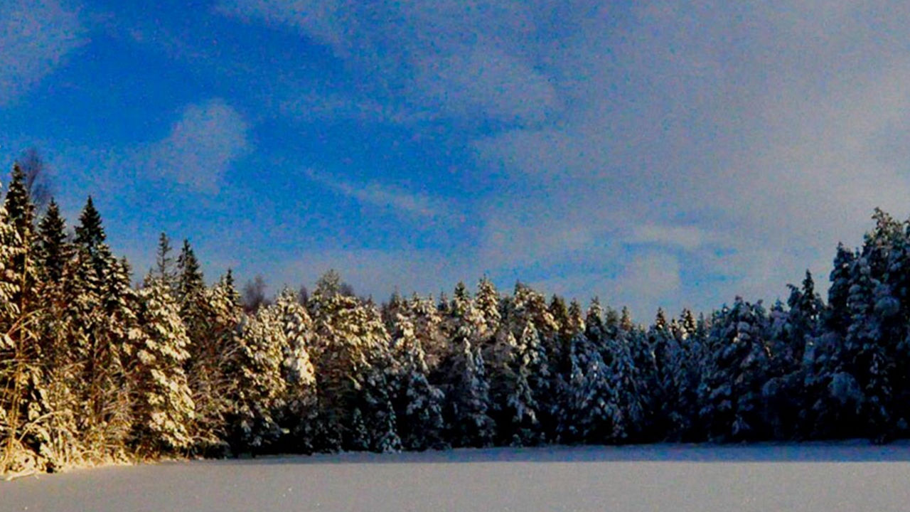 Snowy Forest