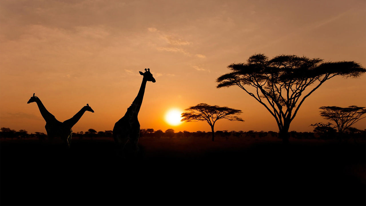 Giraffes bathed in the light of a setting sun while grazing in the savannah