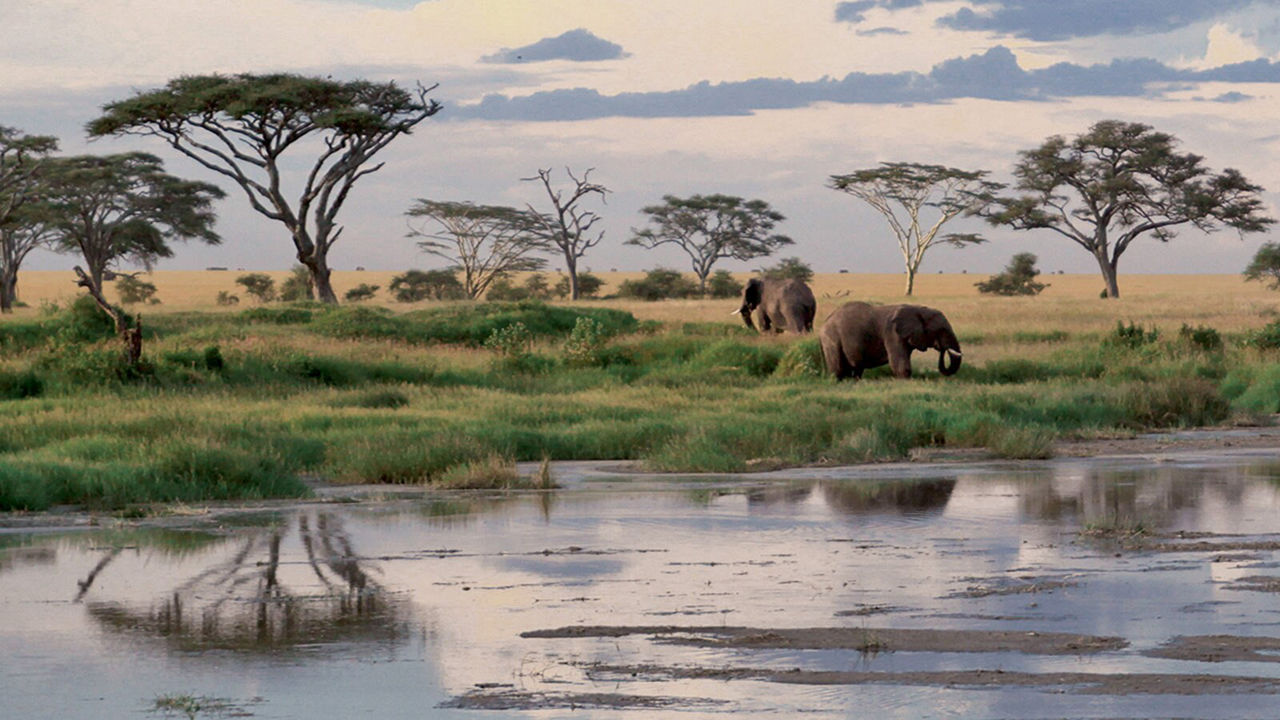 Elephants in Botswana