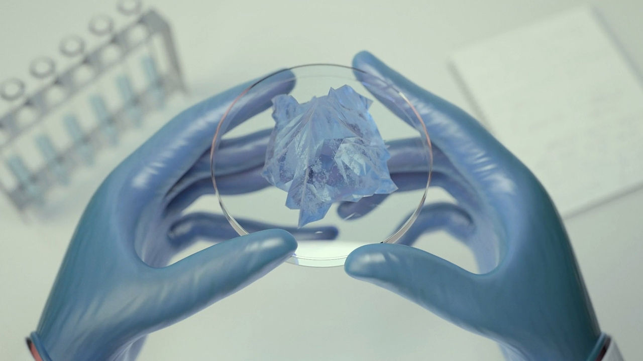 Gloves worn hands showing laboratory plate