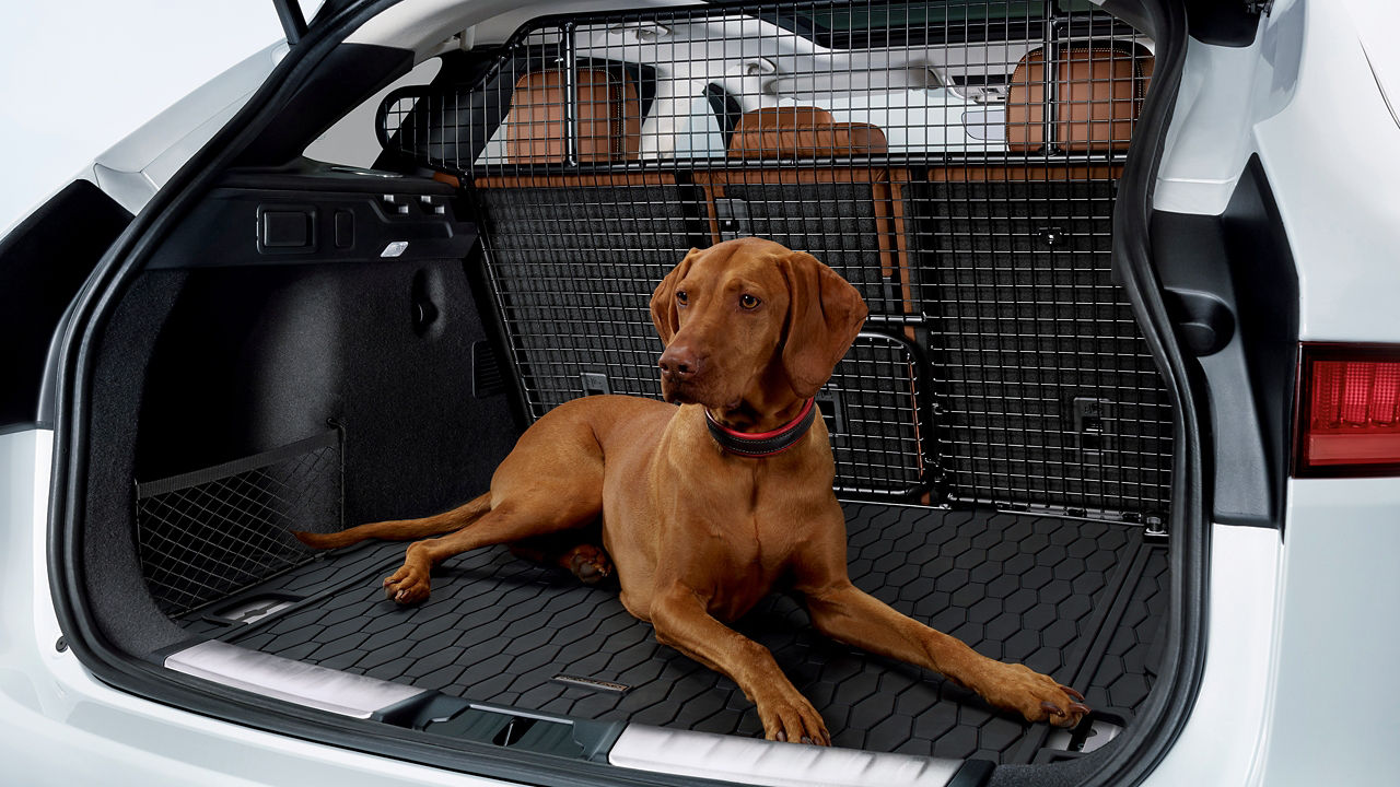 Jaguar F-Pace Boot Space Details and Pet sitting freely in the back side