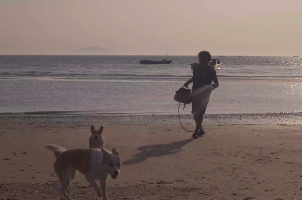 dogs on beach