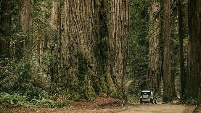 Green Range Rover in Forest