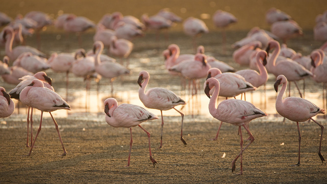 Flamingos walking through shallow water and earth.